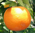 橙