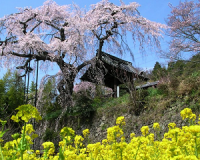 お花見 地蔵禅院