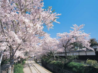 お花見 哲学の道