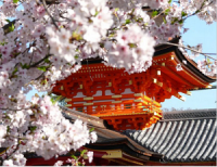 お花見 岩清水八幡宮