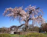 お花見 円山公園