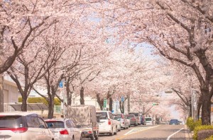 伊豆高原 桜トンネル
