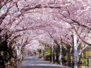 伊豆高原 観光 桜まつり