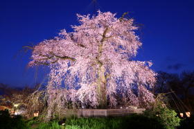 円山公園