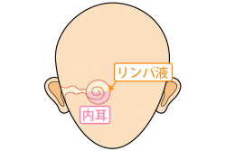 内耳とリンパ液の