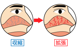 体を温めようとして鼻の血管が拡張する