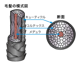 毛髪の構造図