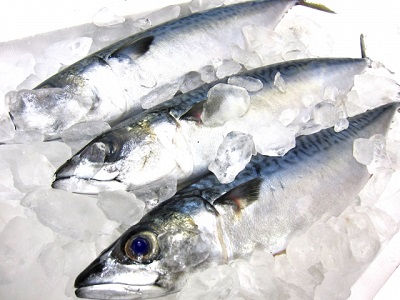 魚