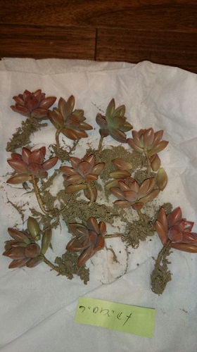 芽挿し